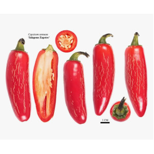 Перец Халапеньо Запотек Jalapeno Zapotec Коллекционные сорта