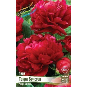 Пион Генри Боксток, 2/3n, - 1шт