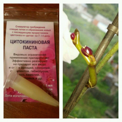 Цитокининовая паста Florika 1,5мл./ стимулятор роста и размножения