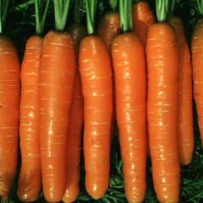 Морковь Балтимор F1 250 шт. (Royal Seeds) Ц