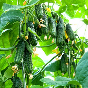 Огурец Кустовой (Евро Семена) Б