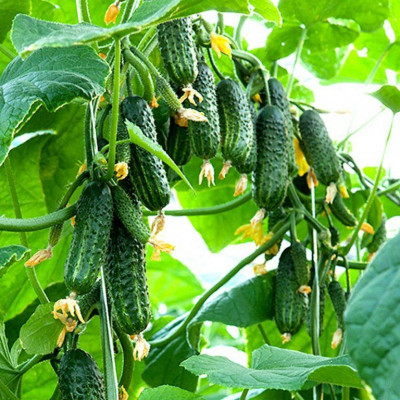 Огурец Кустовой (Евро Семена) Б
