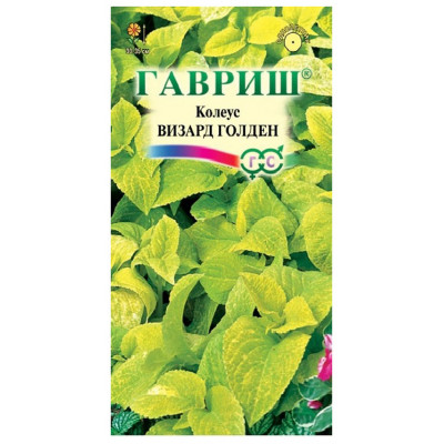 Колеус Визард Голден Гавриш Цветной пакет
