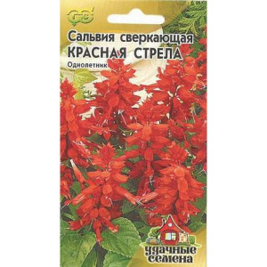Сальвия Красная стрела