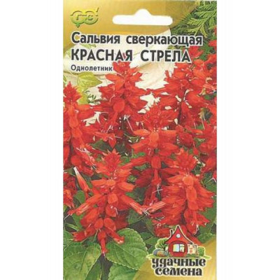 Сальвия Красная стрела