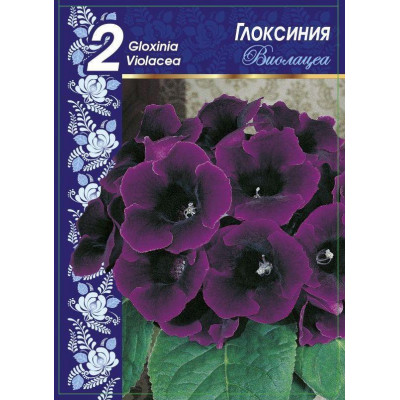 Глоксиния Виолацея