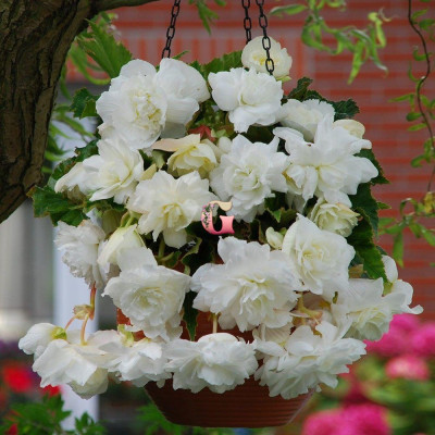 Бегония Пендула Каскад Белая