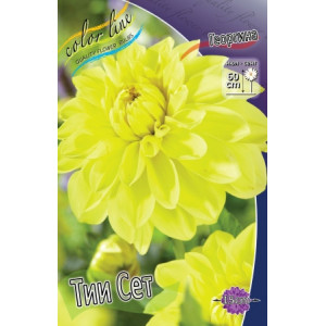Георгина Ти Сет
