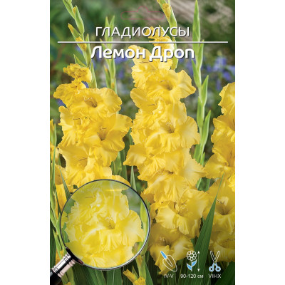 Гладиолус Лемон Дроп