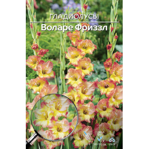 Гладиолус Воларе Фриззл
