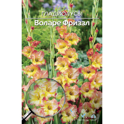 Гладиолус Воларе Фриззл