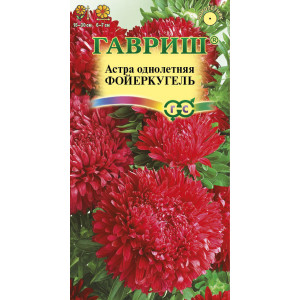 Астра Фойеркугель красная карликовая Гавриш Ц