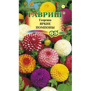 Георгина Яркие помпоны Гавриш Ц