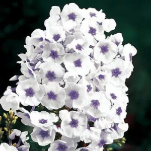 Флокс Блю Айс