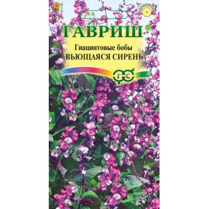 Гиацинтовые бобы Вьющаяся сирень Гавриш Ц