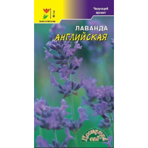 Лаванда английская ЦС