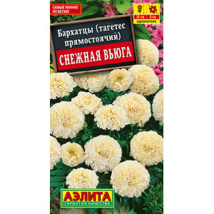 Бархатцы Снежная Вьюга Аэлита Ц