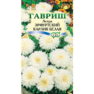 Астра Эрфуртский карлик Белая Гавриш Ц