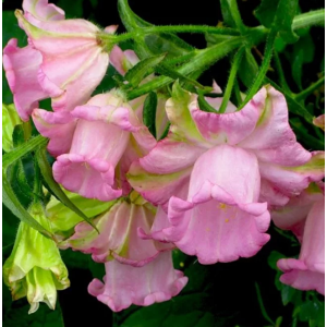 Колокольчик Чашка с блюдцем Розовый Гавриш Ц