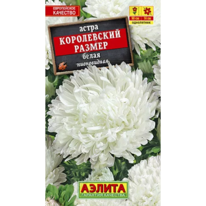 Астра Королевский размер белая Аэлита Ц