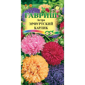 Астра Эрфуртский карлик смесь  Гавриш Ц